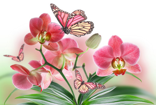 812828 (a): :2500x1690